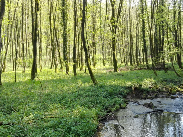 Strunde im Wald Waldlichtung mit Bachlauf, von Bäumen umgeben, im Sonnenlicht, klarer Himmel, Ruhe und Natur pur.
