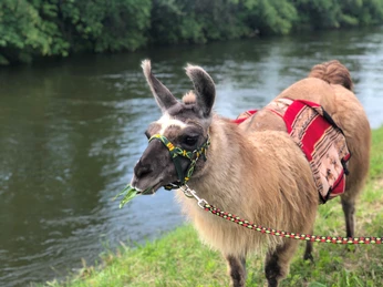 Ein Lama mit bunter Trense am Flussufer, frisst Gras. Fesselnde Wandererlebnisse in der Natur.