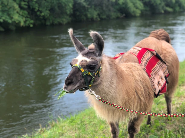 Lamawanderung Ein Lama mit bunter Trense am Flussufer, frisst Gras. Fesselnde Wandererlebnisse in der Natur.