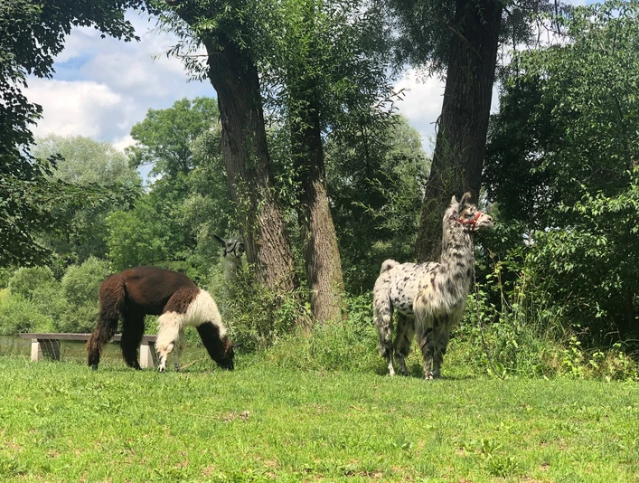 Zwei Lamas auf einer grünen Wiese im Schatten hoher Bäume, eines fressend, das andere wachsam stehend.