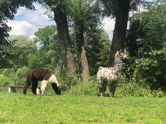 Lamawanderung Zwei Lamas auf einer grünen Wiese im Schatten hoher Bäume, eines fressend, das andere wachsam stehend.