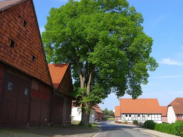 Immensen Linde immensen-linde