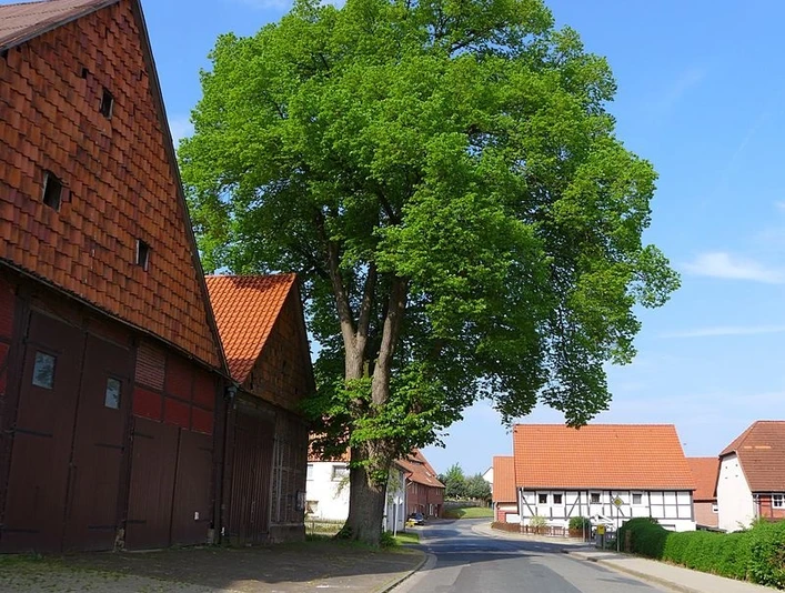 Immensen Linde immensen-linde