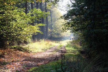 Rundwanderung im Forst Christianslust Sonniger Waldweg mit zwei entfernten Wanderern