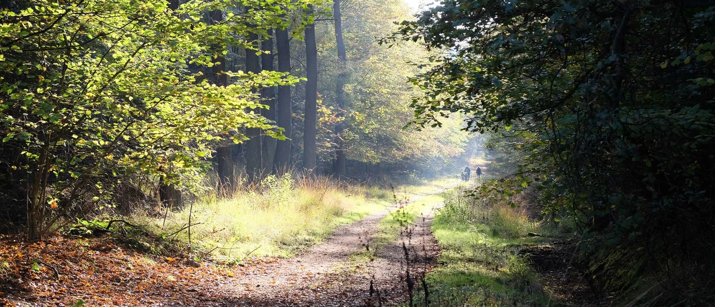 Sonniger Waldweg mit zwei entfernten Wanderern