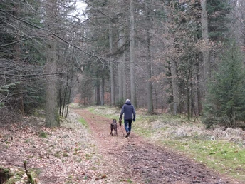 Wanderweg im Forst Christianslust