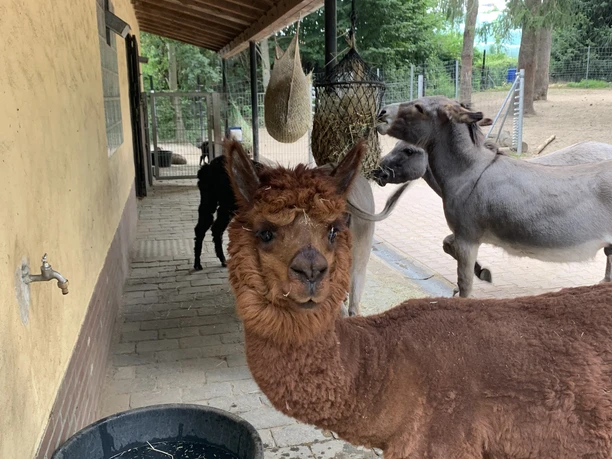 Alpaka in der Solinger Fauna Alpaka in der Solinger Fauna