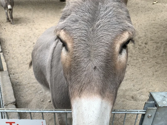 Willkommen in der Fauna Solingen! Willkommen in der Fauna Solingen!