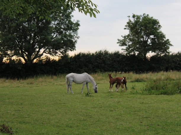 Twee paarden grazen in een groene weide, omringd door bomen en een bewolkte lucht.