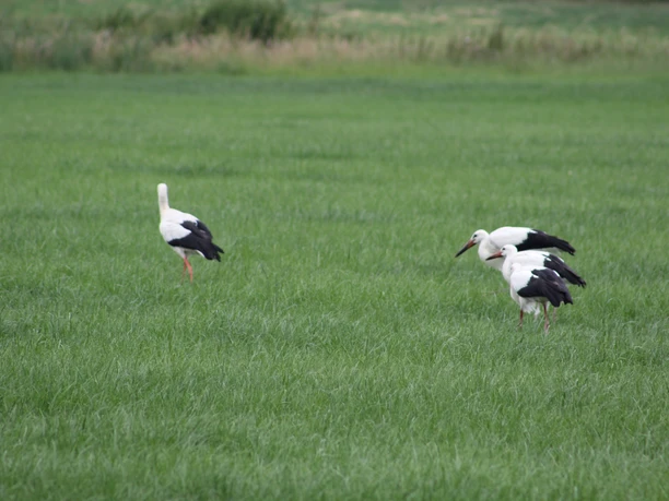 Drie witte ooievaars staan in een groene weide, twee zijn op zoek naar voedsel terwijl de derde rondloopt.
