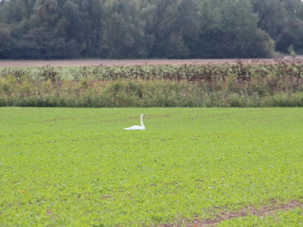 Een zwaan rust uit op een groen veld, omringd door bomen in een weids landschap bij Nienburg.