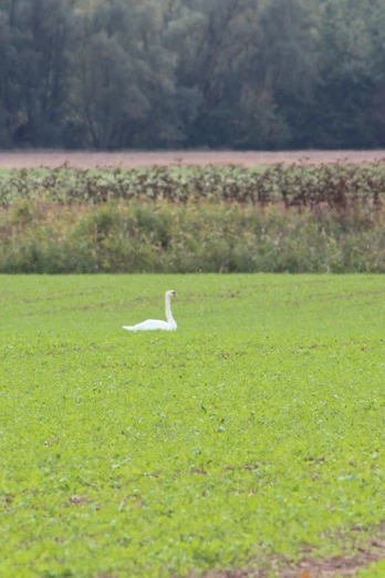 Schwan Ein Schwan ruht auf einem grünen Feld, umgeben von Bäumen in weiter Landschaft bei Nienburg.