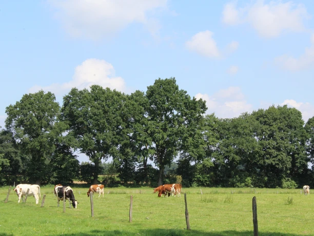 Kühe Auf einer grünen Weide in Niedersachsen weiden friedlich mehrere Kühe unter einem blauen Himmel.