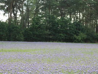 Blumenwiese Lila blühende Bienenweide vor einem dichten, grünen Waldstück im Sommer auf einer offenen Wiese.