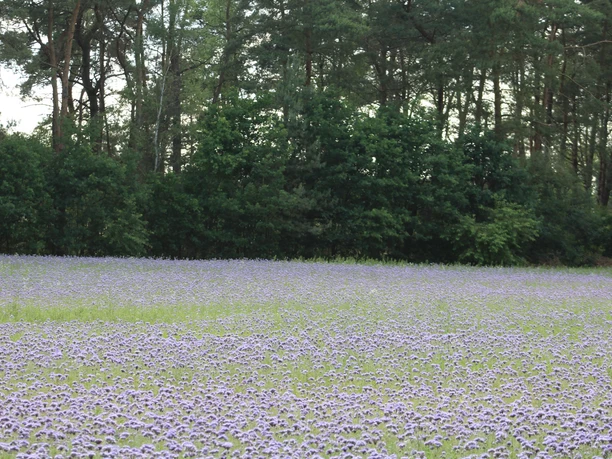 Blumenwiese Lila blühende Bienenweide vor einem dichten, grünen Waldstück im Sommer auf einer offenen Wiese.