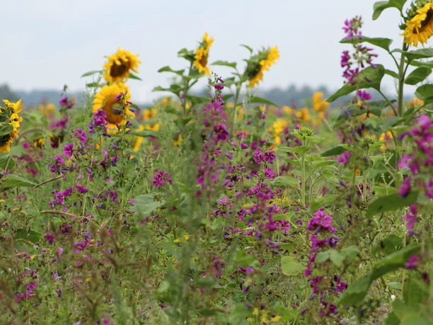 A colorful flower meadow with magnificent sunflowers and purple blossoms stretches into the distance.