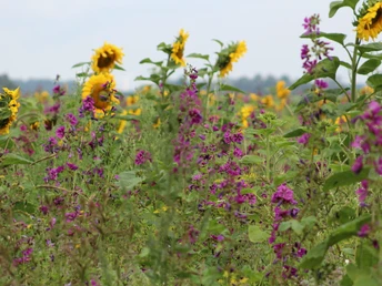 Blumenwiese Eine bunte Blumenwiese mit prächtigen Sonnenblumen und violetten Blüten erstreckt sich in die Ferne.