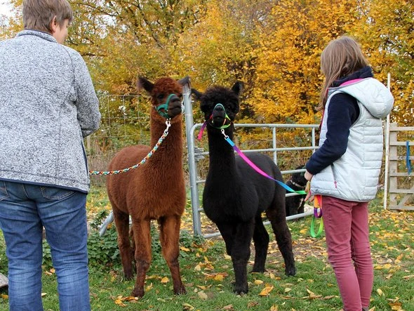 Alpakas vom Finkenhof.jpg