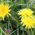 Drei leuchtend gelbe Löwenzahnblüten wachsen auf einer grünen Wiese, umgeben von hochgewachsenen Gräsern.