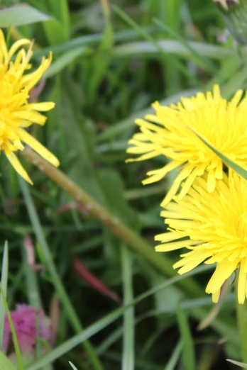 Drei leuchtend gelbe Löwenzahnblüten wachsen auf einer grünen Wiese, umgeben von hochgewachsenen Gräsern.