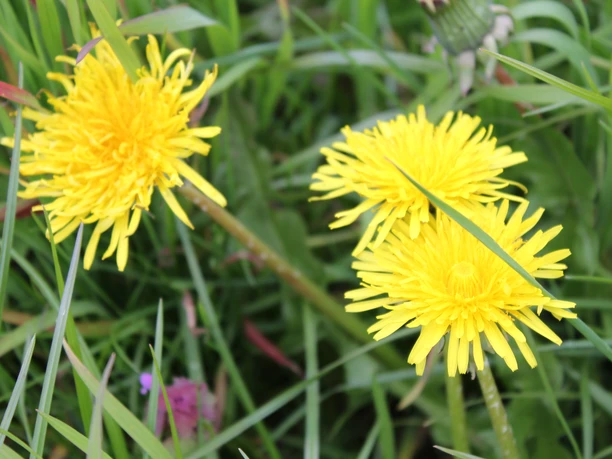 Drie felgele paardenbloemen groeien op een groene weide, omringd door hoge grassen.