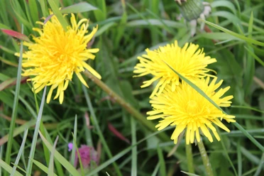 Löwenzahn Drei leuchtend gelbe Löwenzahnblüten wachsen auf einer grünen Wiese, umgeben von hochgewachsenen Gräsern.