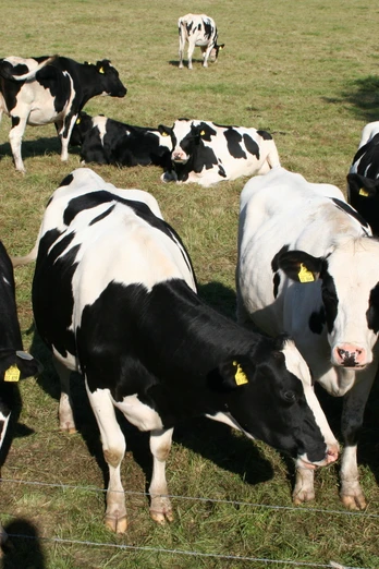 Schwarz-weiß gefleckte Kühe grasen und ruhen friedlich auf einer grünen Wiese hinter einem Zaun.