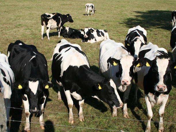Zwart-wit gevlekte koeien grazen en rusten vredig op een groene weide achter een hek.
