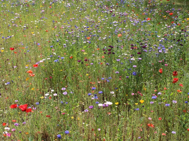 Kleurrijke bloemenweide met klaprozen, korenbloemen en andere wilde bloemen op een zonnige zomerdag.