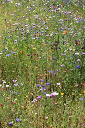 Blumenwiese Bunte Blumenwiese mit Mohnblumen, Kornblumen und anderen Wildblumen an einem sonnigen Sommertag.
