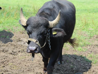 Schwarzer Wasserbüffel steht auf einer Wiese, er hat große, gebogene Hörner und ein Halfter.