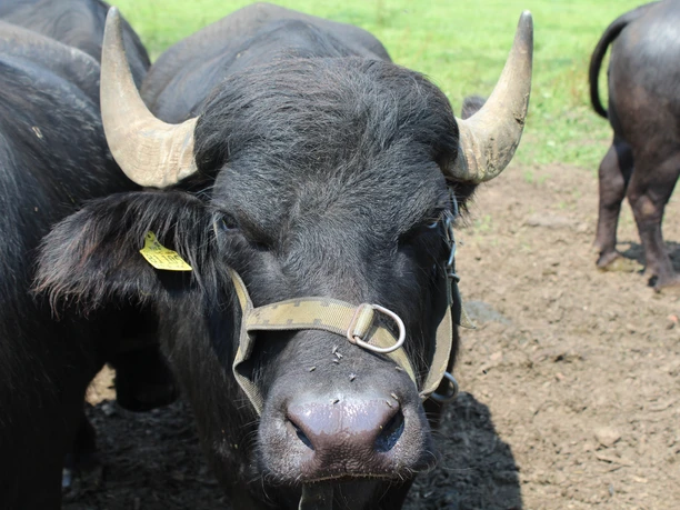 Een waterbuffel met een sterke bouw en grote, gebogen horens op een grasveld.