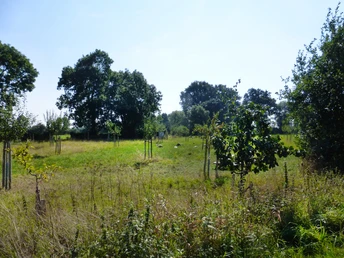 Streuobstwiese Streuobstwiese mit jungen Bäumen und Wildblumen vor einer Baumreihe unter klarem Himmel.