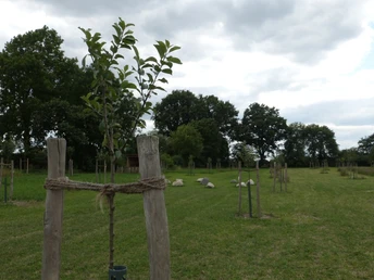 Streuobstwiese Junge Obstbäume auf einer weitläufigen Wiese, umgeben von dichten, grünen Laubbäumen.