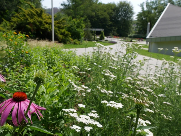 Kurpark in Reichshof-Eckenhagen Blumenreiche Wiese entlang eines kurvenreichen Wegs im Grünen, sonniger Tag mit üppigem Bewuchs.