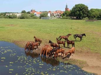 Pferde auf den Allerwiesen bei Verden Pferde auf den Allerwiesen bei Verden