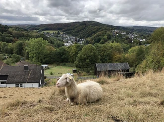 in Stiefelhagen Ein Schaf liegt auf einer Wiese mit einem bewaldeten Tal und Dorf im Hintergrund.