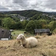in Stiefelhagen Ein Schaf liegt auf einer Wiese mit einem bewaldeten Tal und Dorf im Hintergrund.