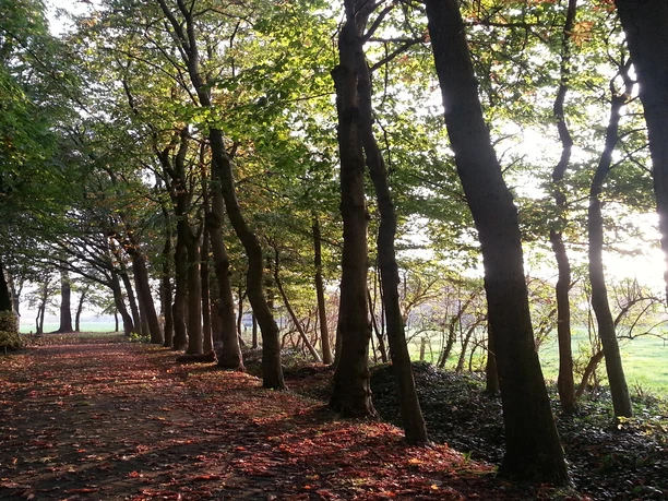 herbstwald aurich herbstwald aurich