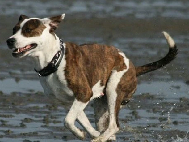 koehlers forsthaus hund im watt koehlers forsthaus hund im watt