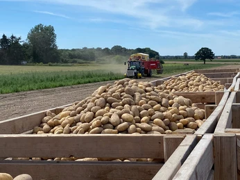 Gaus-Luetje 3.jpg Kartoffelfeld Gaus-Lütje Wasbüttel