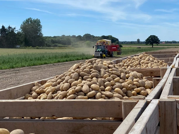 Gaus-Luetje 3.jpg Kartoffelfeld Gaus-Lütje Wasbüttel
