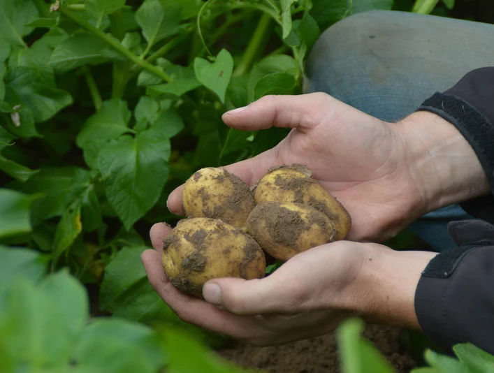 Gaus-Luetje 4.jpg Herzkartoffel