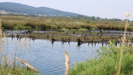 Großes Torfmoor Ein weitläufiger Moorlandschaft mit Wasserflächen, abgestorbenen Baumstümpfen und grasbedeckten Erhebungen.