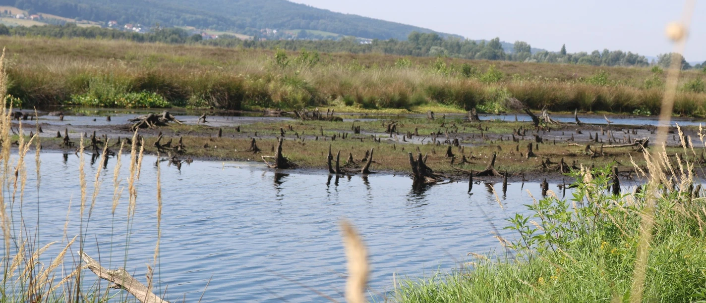 Ein weitläufiger Moorlandschaft mit Wasserflächen, abgestorbenen Baumstümpfen und grasbedeckten Erhebungen.