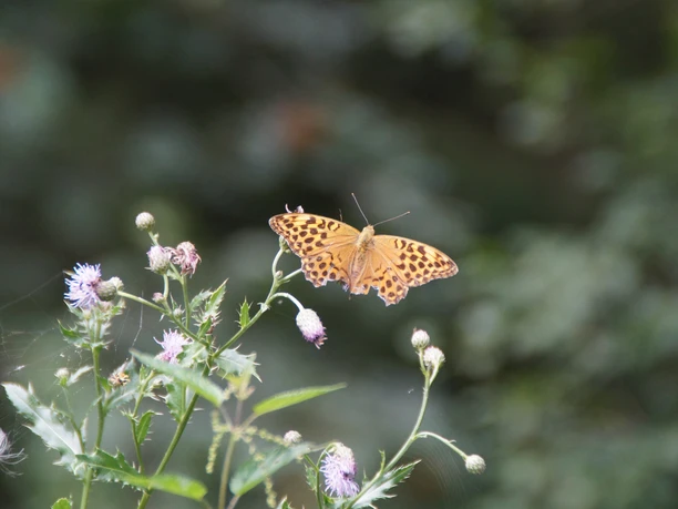 Ein brauner Schmetterling mit gefleckten Flügeln sitzt auf einer blühenden Distel in natürlichem Umfeld.
