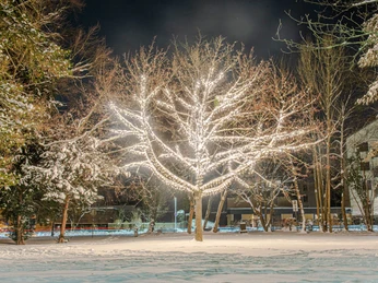 Lichterzauber im Schnee, Baum Wall Lichterzauber im Schnee, Baum Wall Magic lights in the snow, Baum WallMagiske lys i sneen, Baum WallMagische lichtjes in de sneeuw, Baum Wall