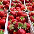 Wochenmarkt Steyerberg Frische Erdbeeren in Pappschalen präsentieren eine reiche, leuchtend rote Ernte auf dem Markt.