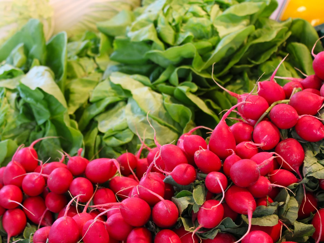 Wochenmarkt Lahde Frisches rotes Radieschen-Bündel vor üppigen Spinatblättern auf einem Wochenmarkt in Lahde.