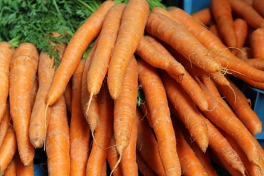 Wochenmarkt Windheim Frische Karotten in sattem Orange liegen dicht beieinander und leuchten im natürlichen Tageslicht.